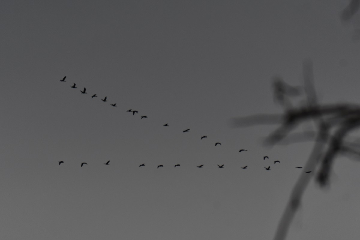 Ubarroi belarriduna - ML645591687