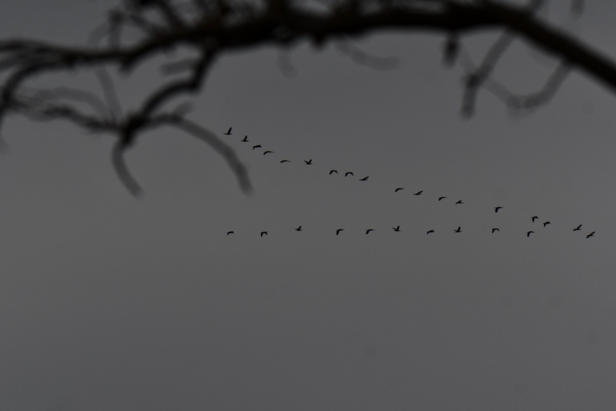 Ubarroi belarriduna - ML645591688