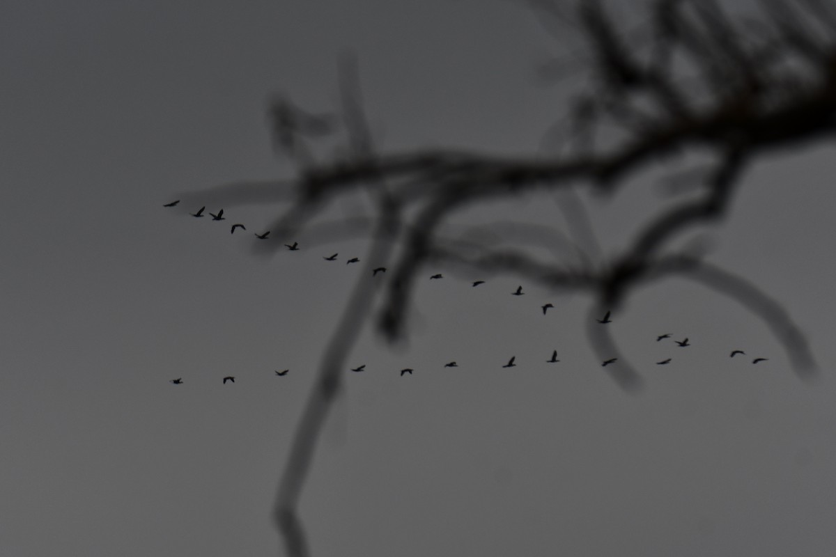 Ubarroi belarriduna - ML645591689