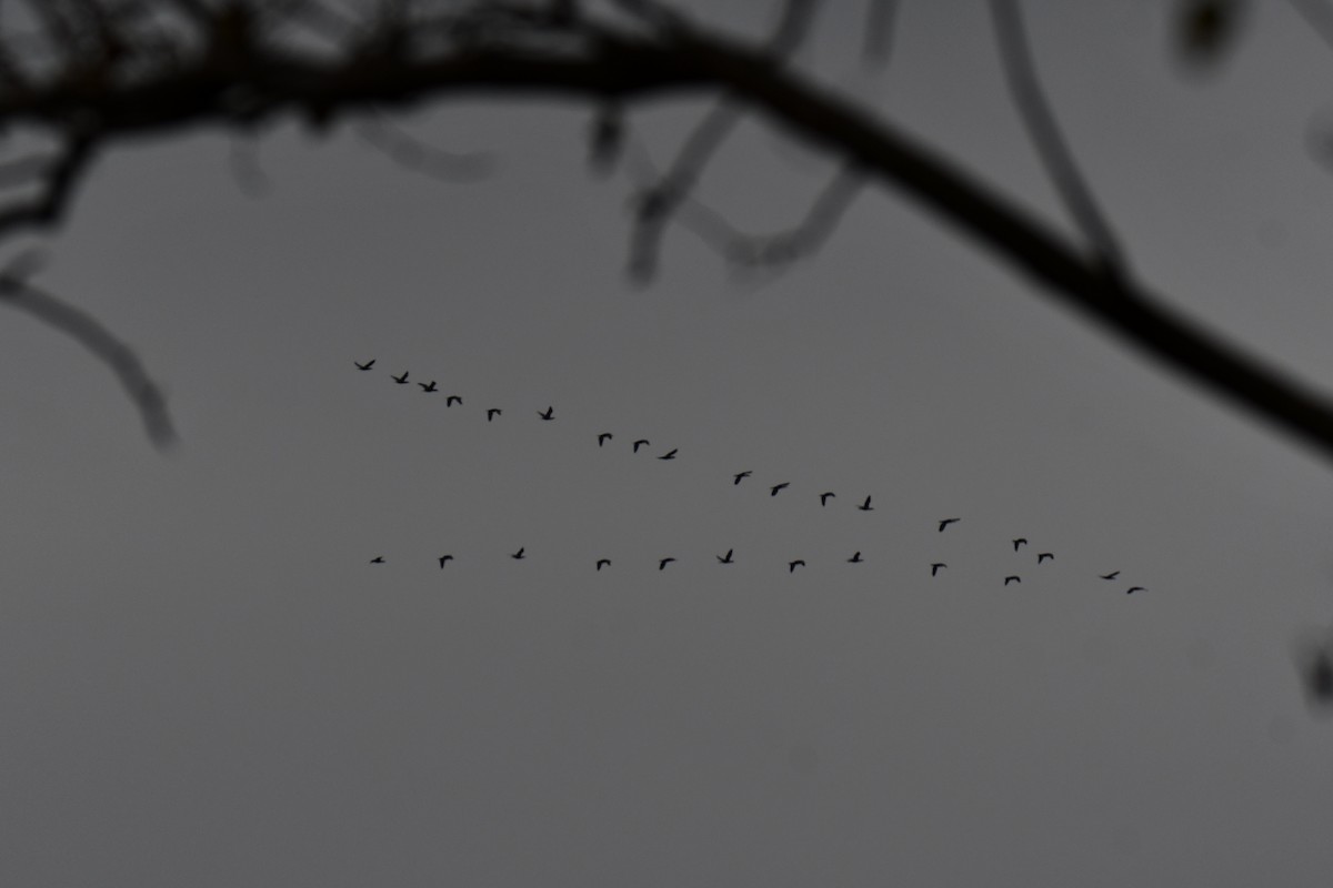 Ubarroi belarriduna - ML645591690