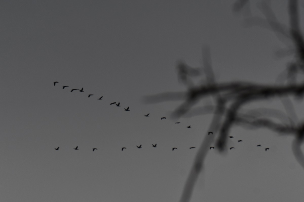 Ubarroi belarriduna - ML645591691