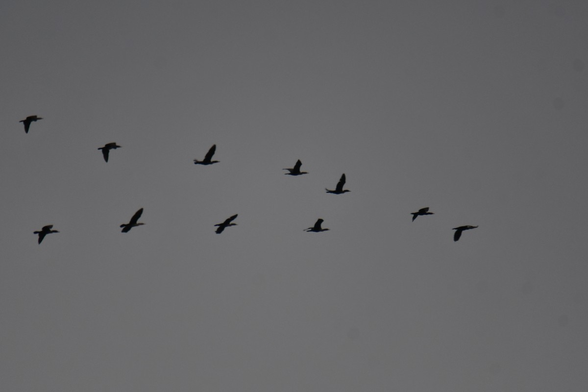 Ubarroi belarriduna - ML645591692