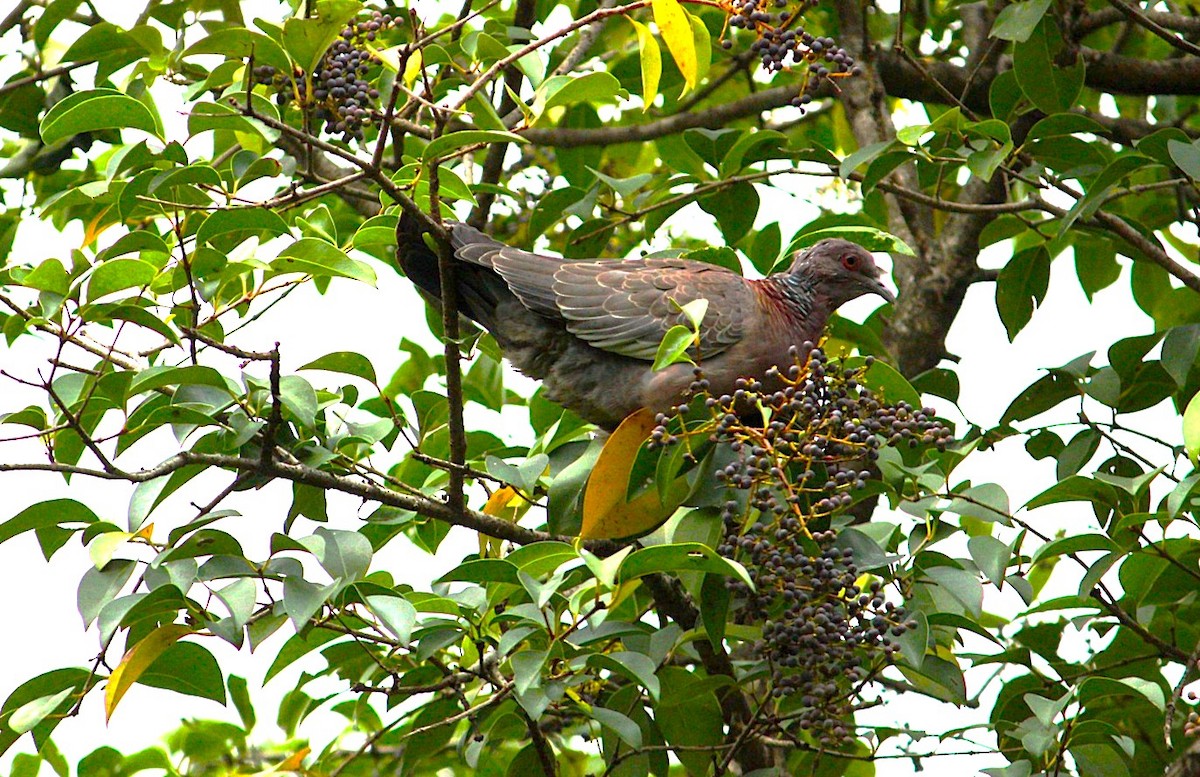 Picazuro Pigeon - ML645591695
