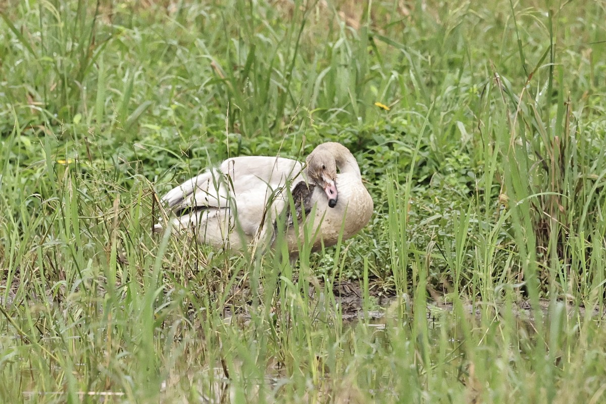 Tundra Swan - ML645591700