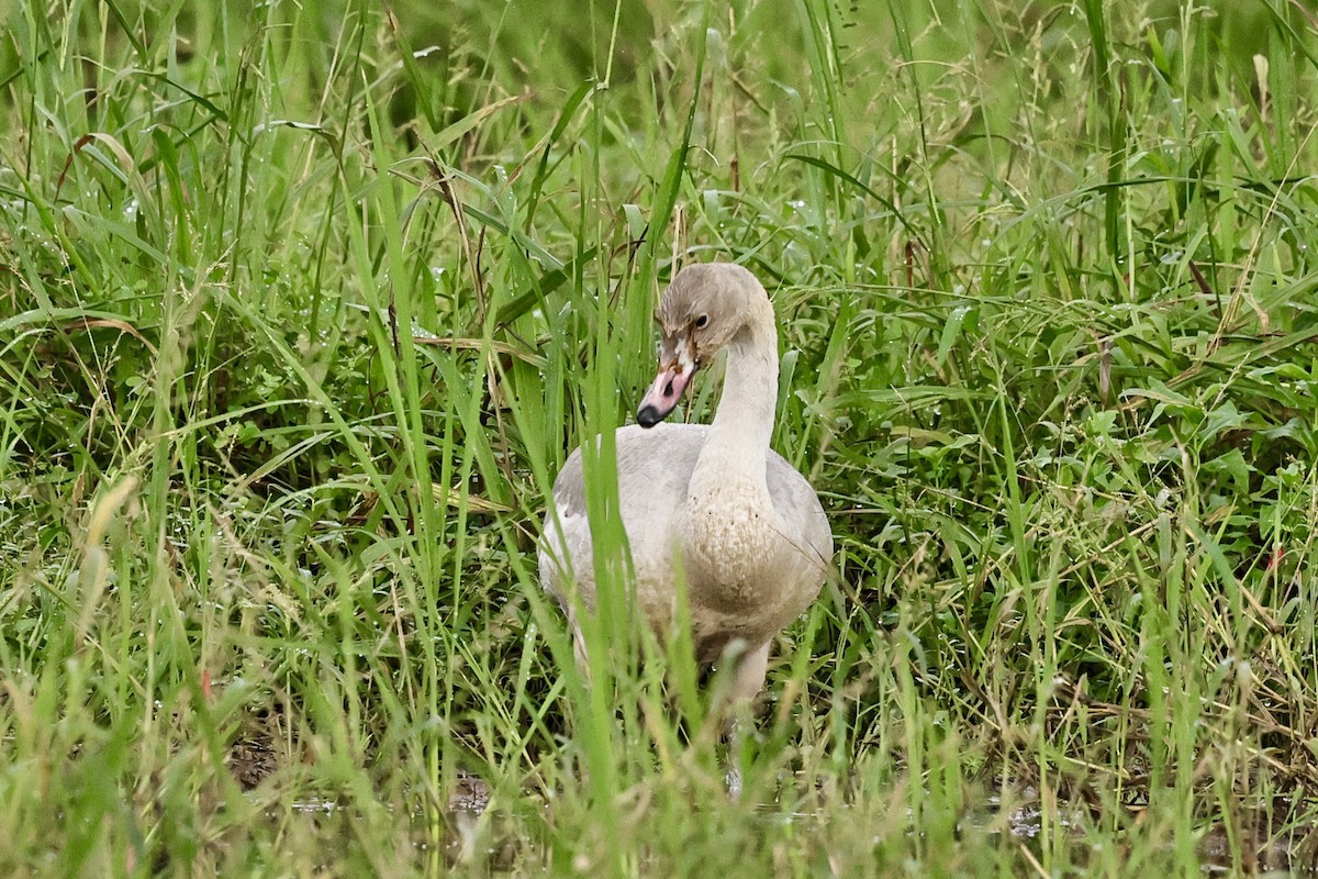 Tundra Swan - ML645591701