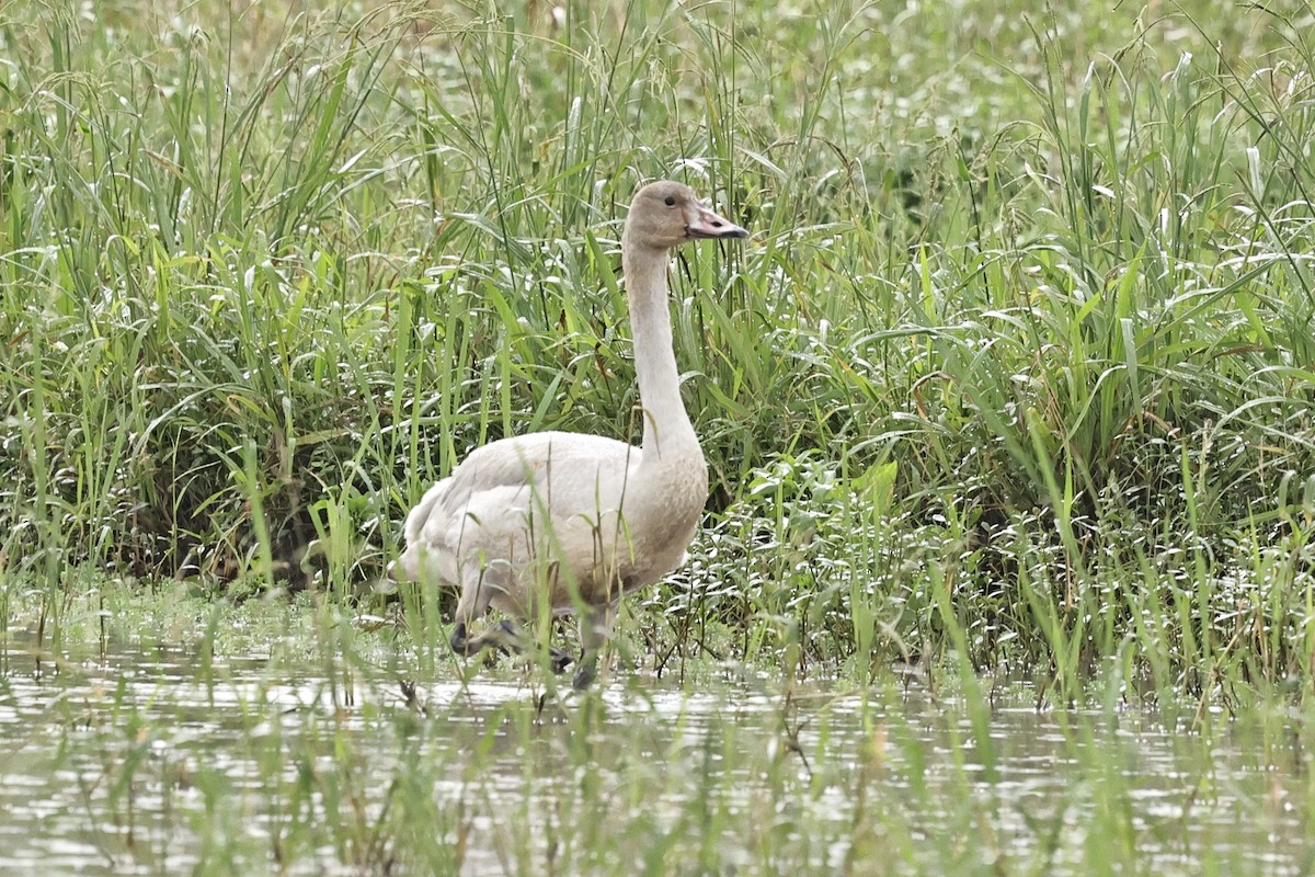 Tundra Swan - ML645591702