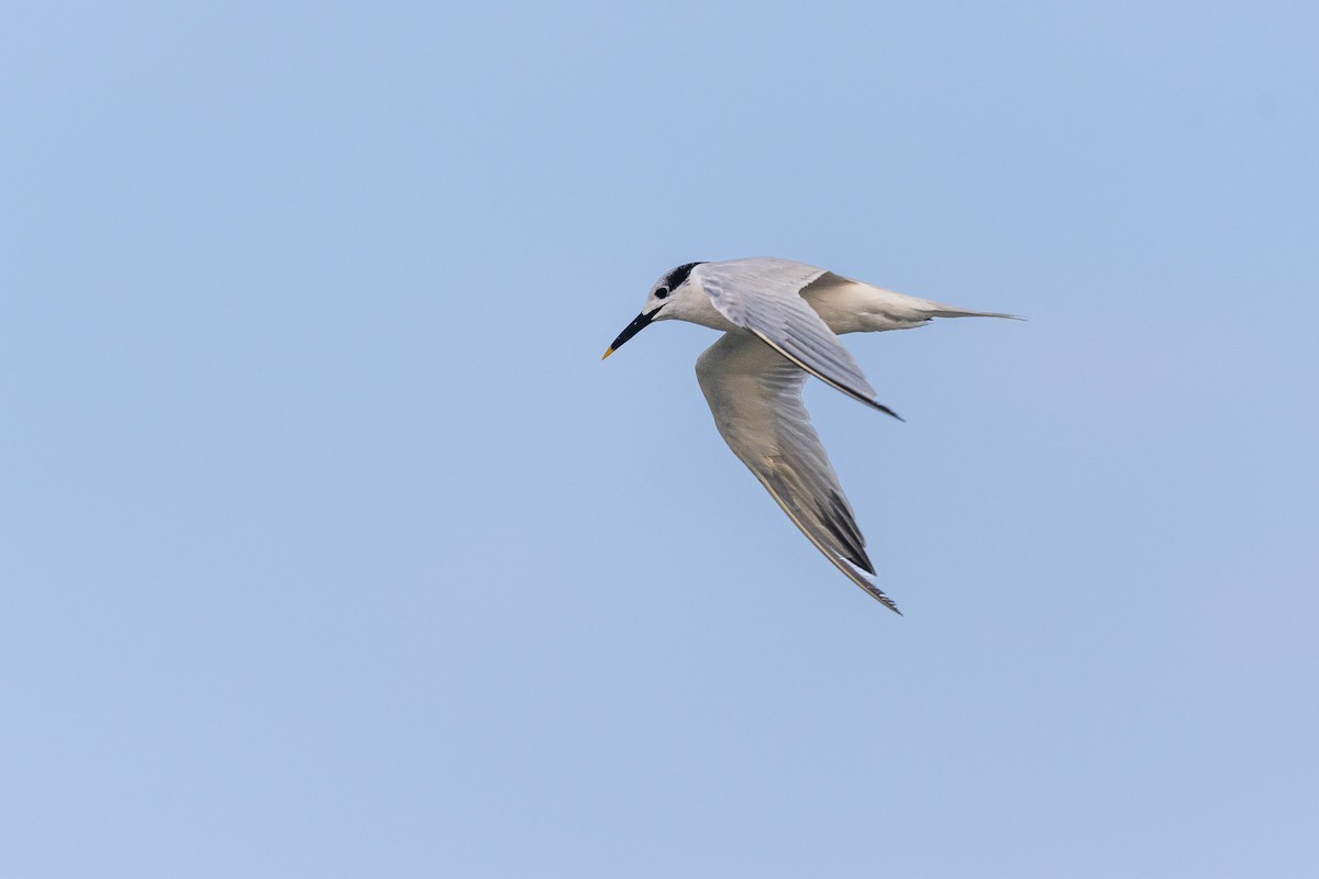 Sandwich Tern - ML645591706