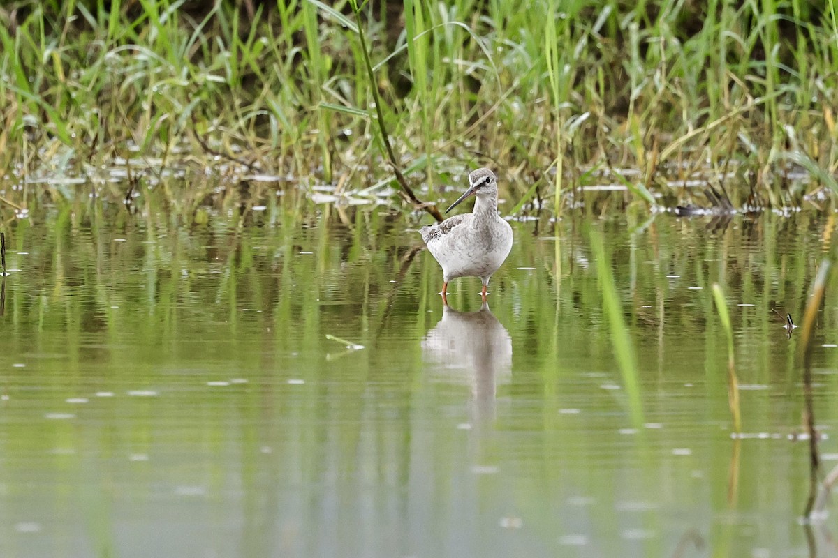 Spotted Redshank - ML645591713