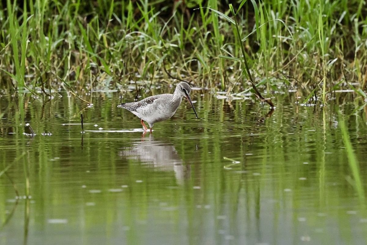 Spotted Redshank - ML645591714