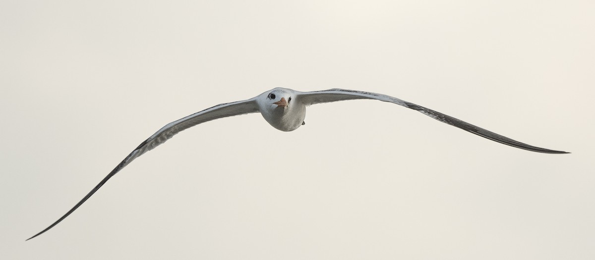 Royal Tern - ML645591715