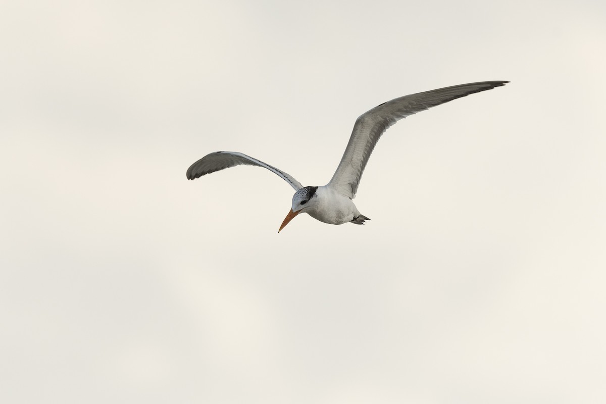 Royal Tern - ML645591716
