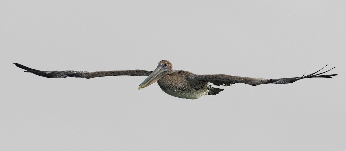Brown Pelican - ML645591720