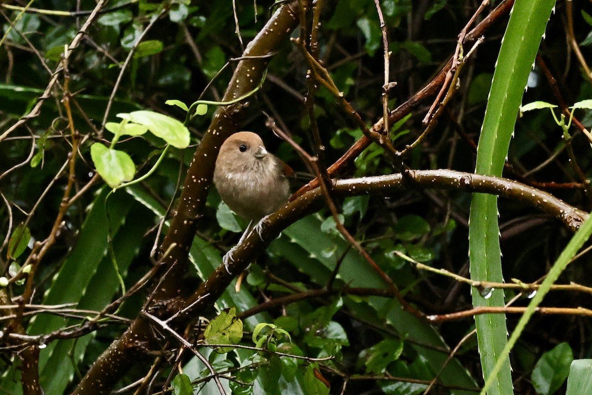 Vinous-throated Parrotbill - ML645591727