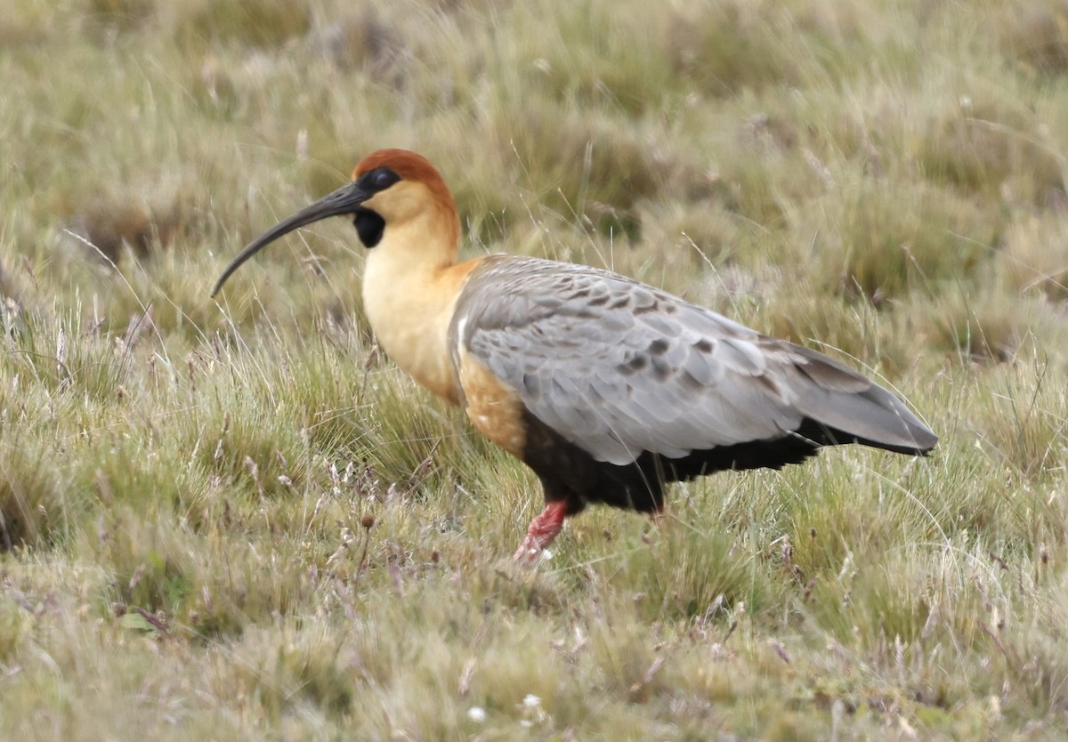 İbikli Sarıca Aynak - ML645591729