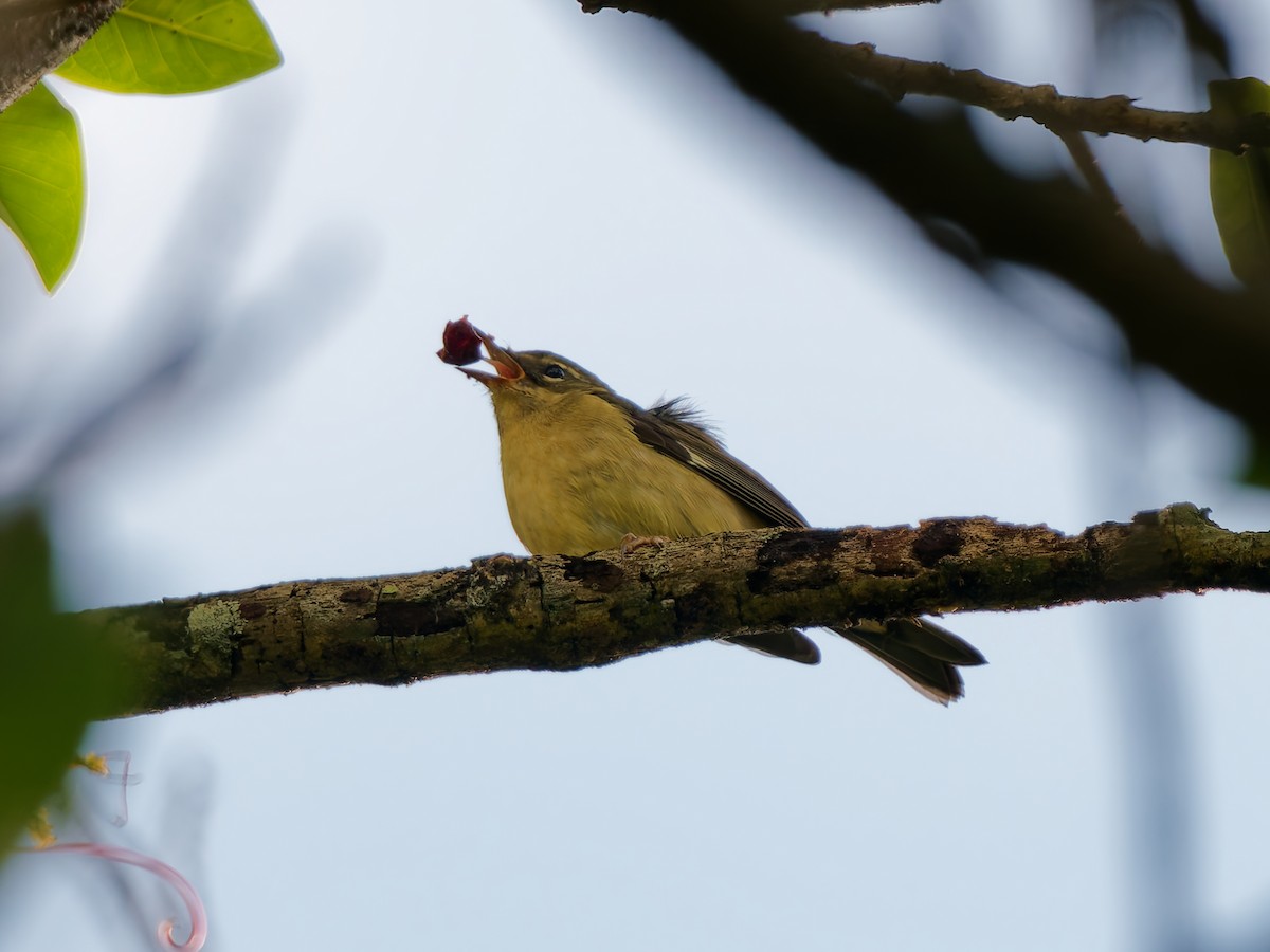 Black-throated Blue Warbler - ML645591731