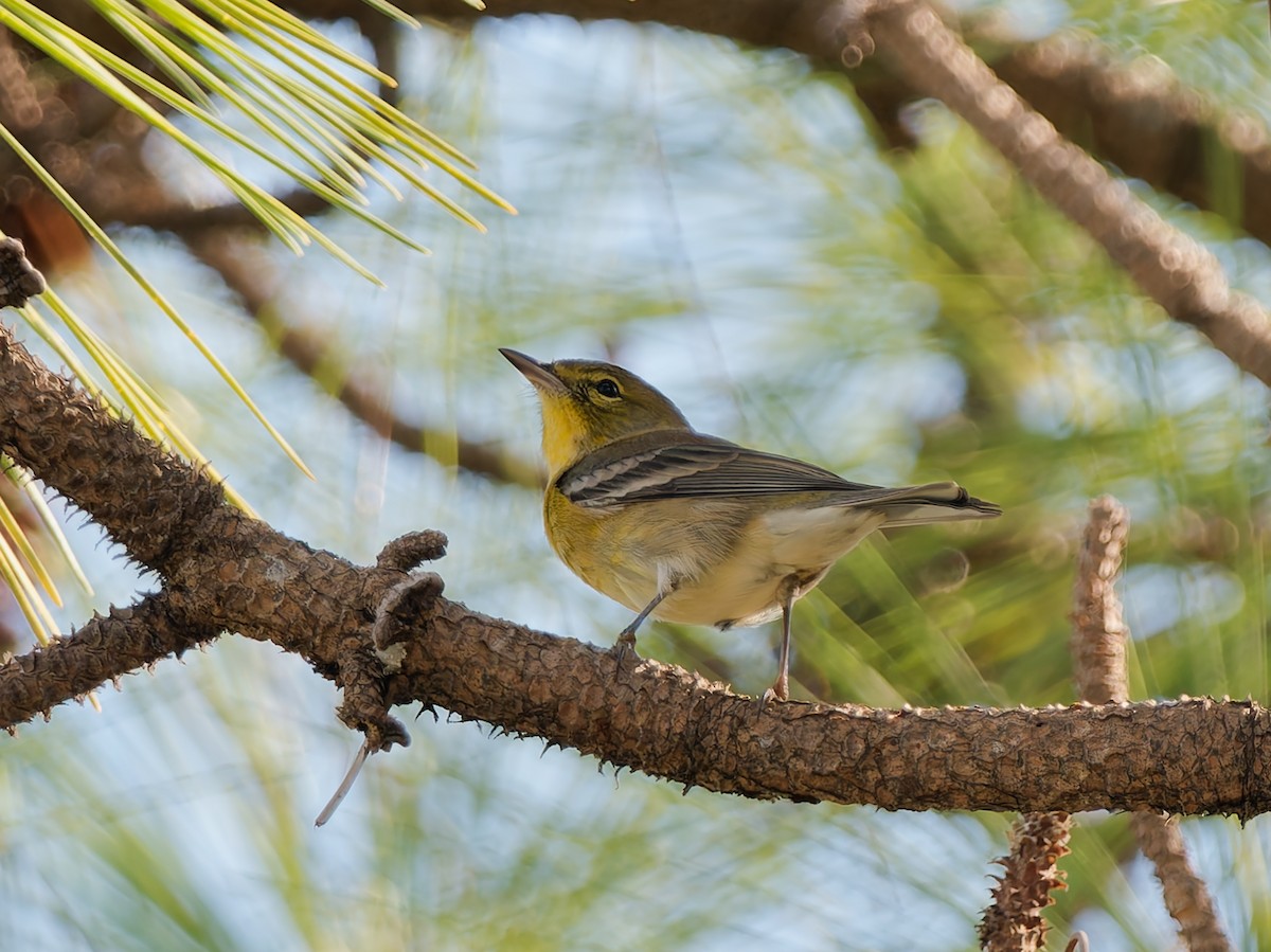 סבכון אורנים - ML645591732