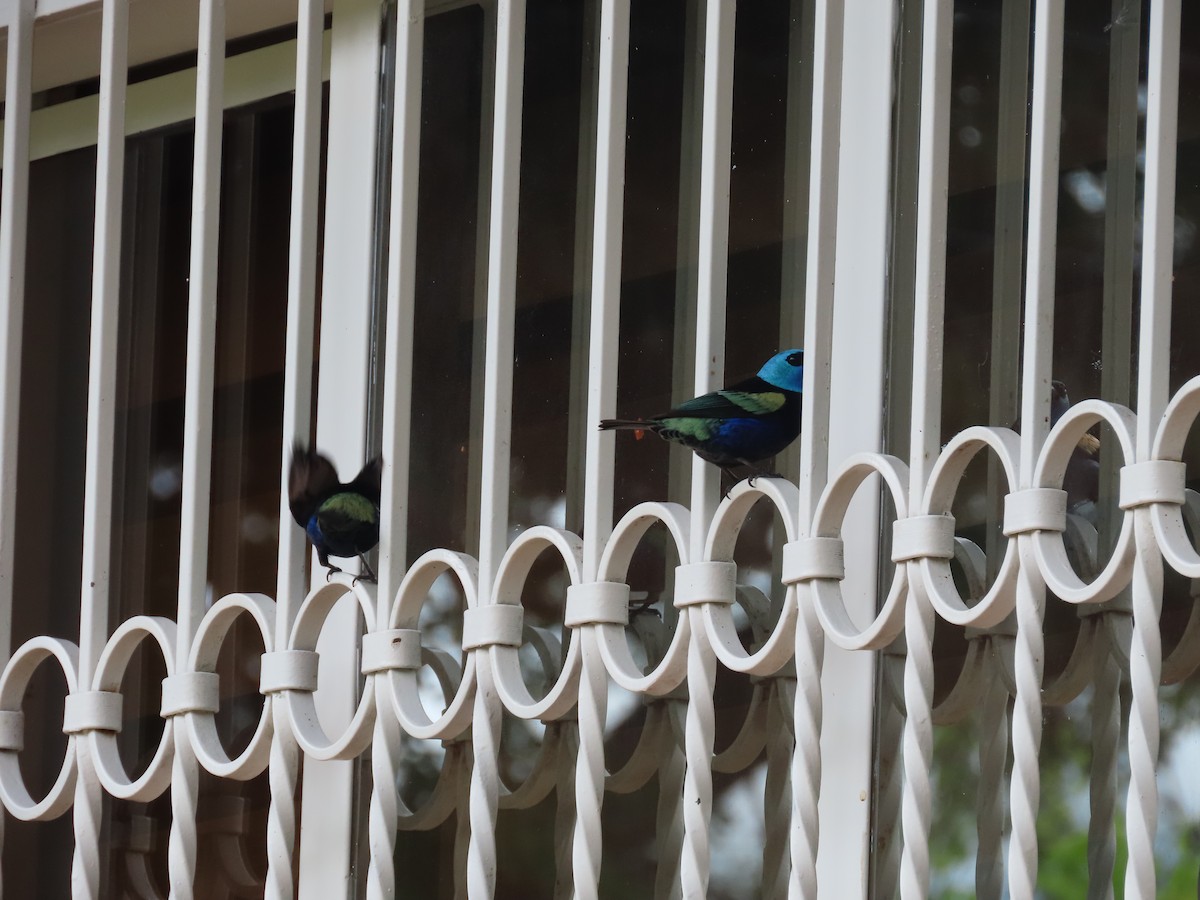 Blue-necked Tanager - ML645591733