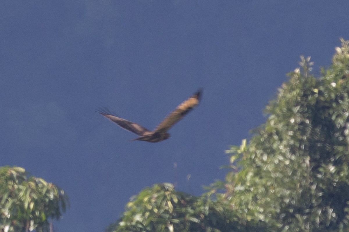 Himalayan Buzzard - ML645591734