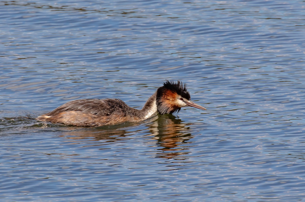 Great Crested Grebe - ML645591735