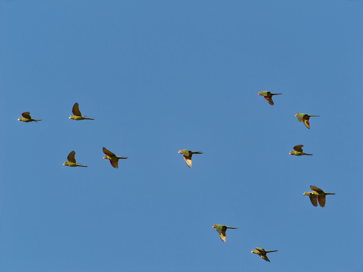 Red-masked Parakeet - ML645591737