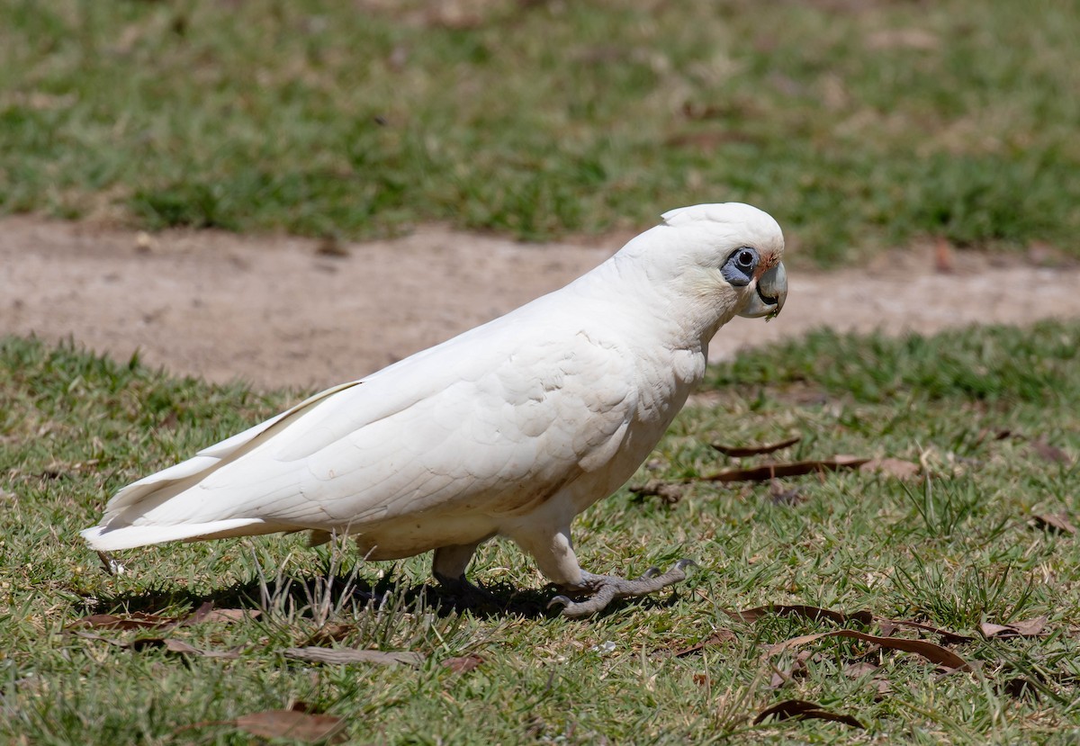 Little Corella - ML645591738