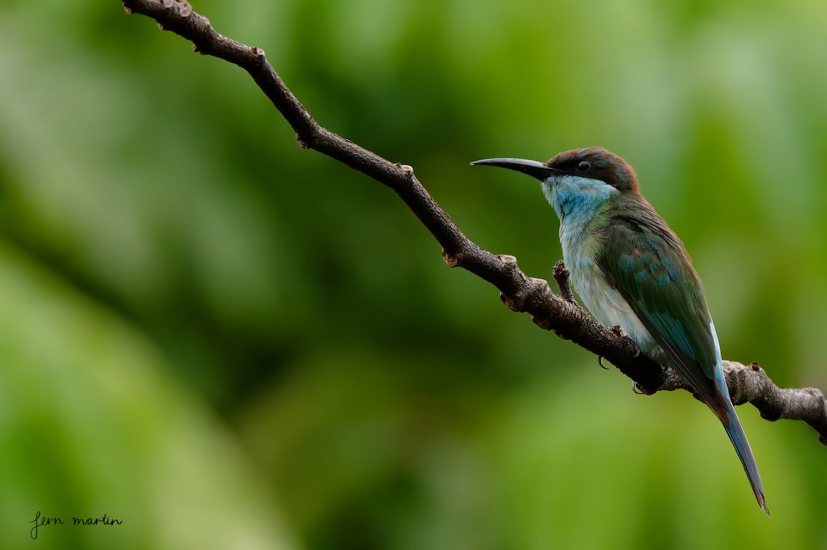 Blue-throated Bee-eater - ML645591739