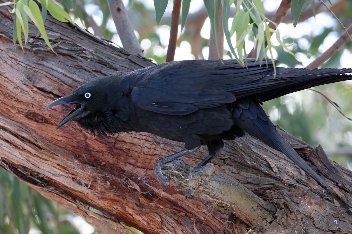 Little Raven - ML645591740