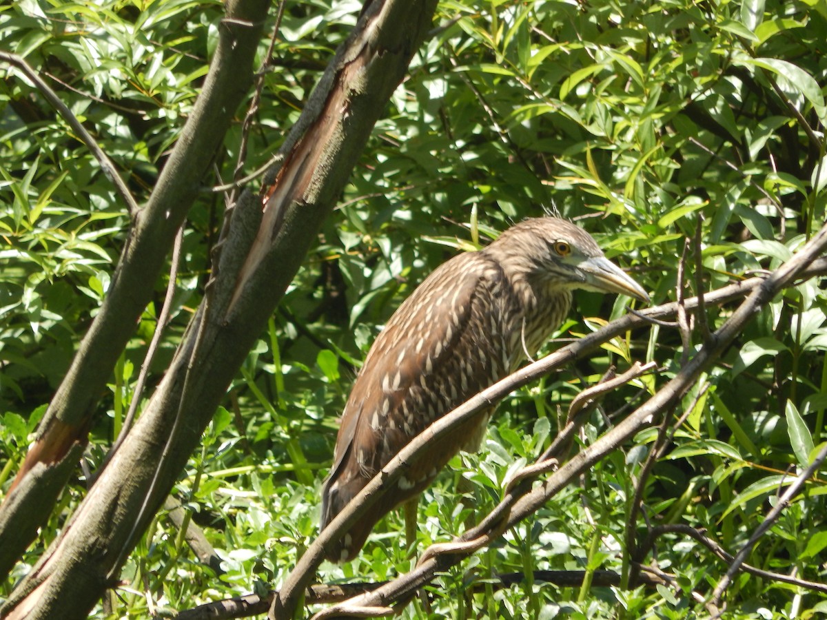Black-crowned Night Heron - ML645591741