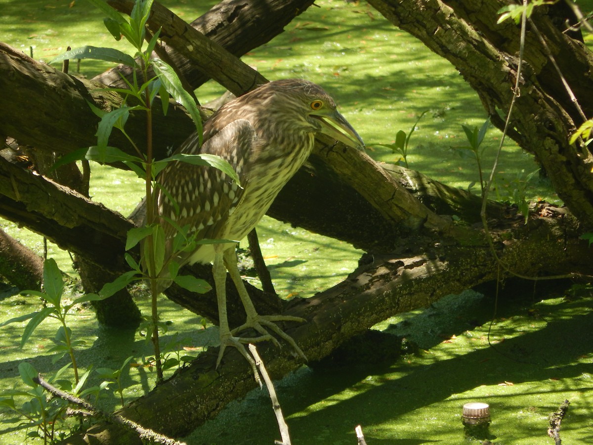 Black-crowned Night Heron - ML645591742