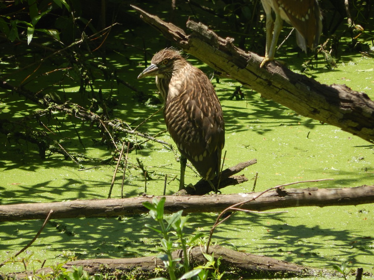 Black-crowned Night Heron - ML645591743