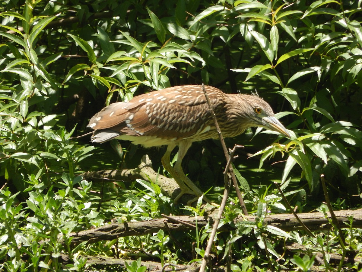 Black-crowned Night Heron - ML645591744