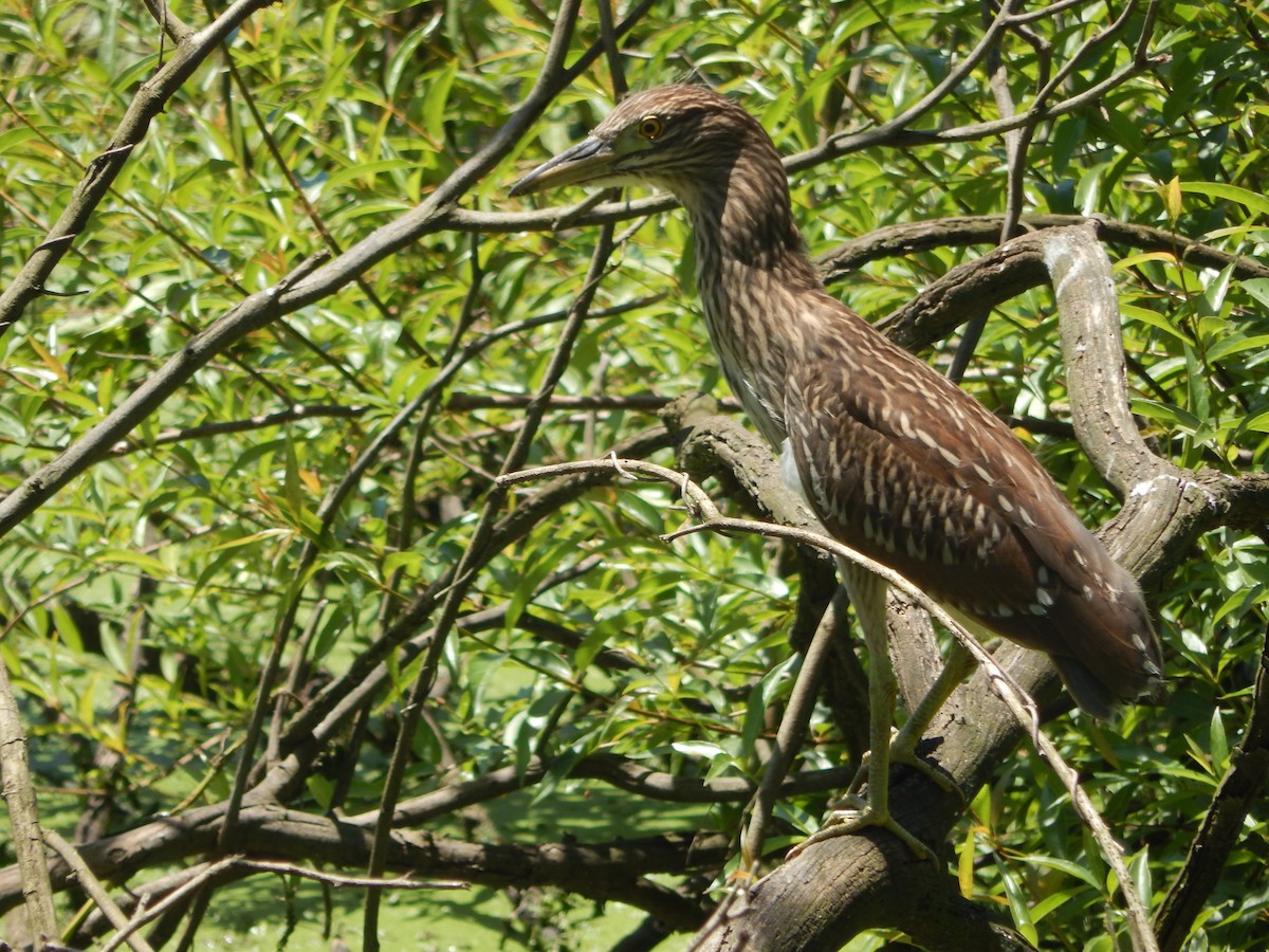 Black-crowned Night Heron - ML645591745