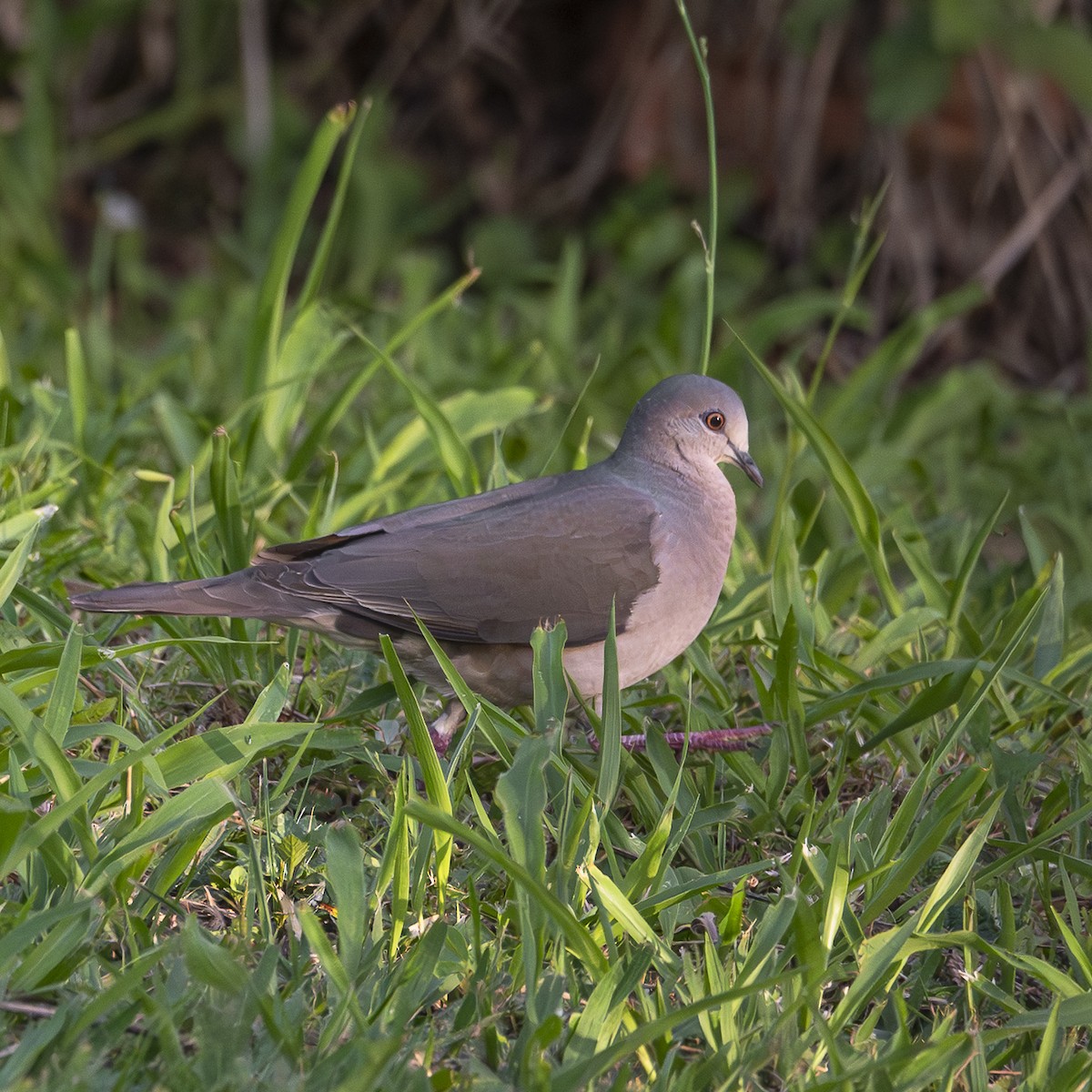 White-tipped Dove - ML645591746