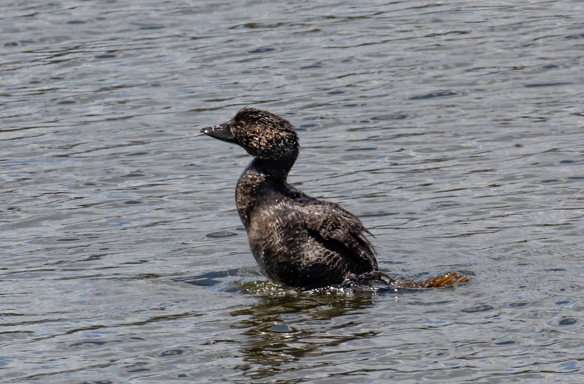 Musk Duck - ML645591747