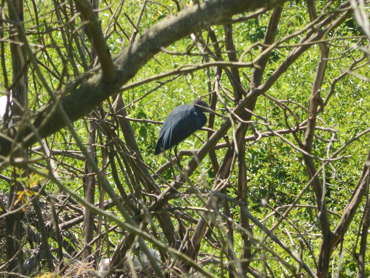 Little Blue Heron - ML645591748