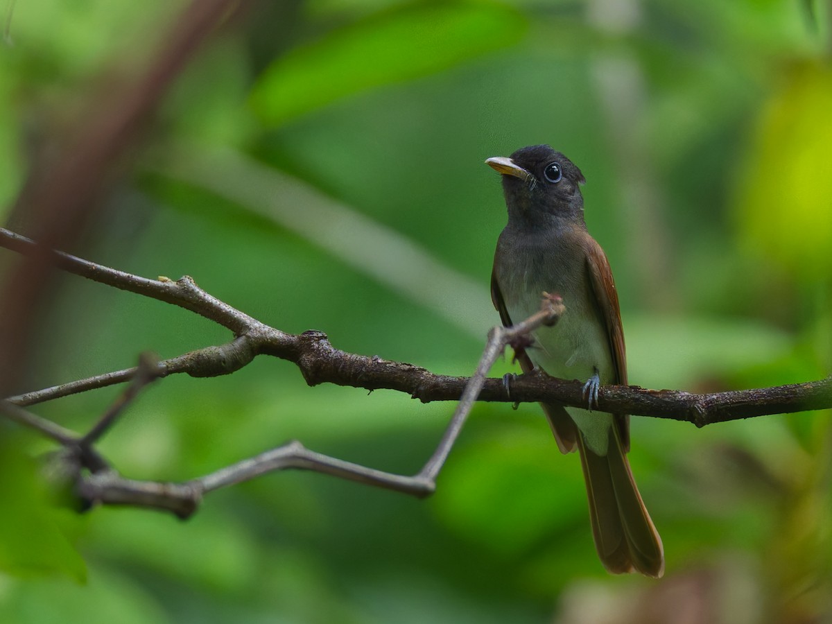 Black Paradise-Flycatcher - ML645591749