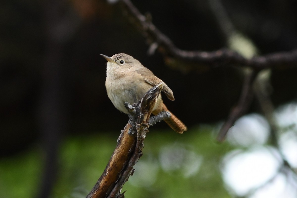 Southern House Wren - ML645591750