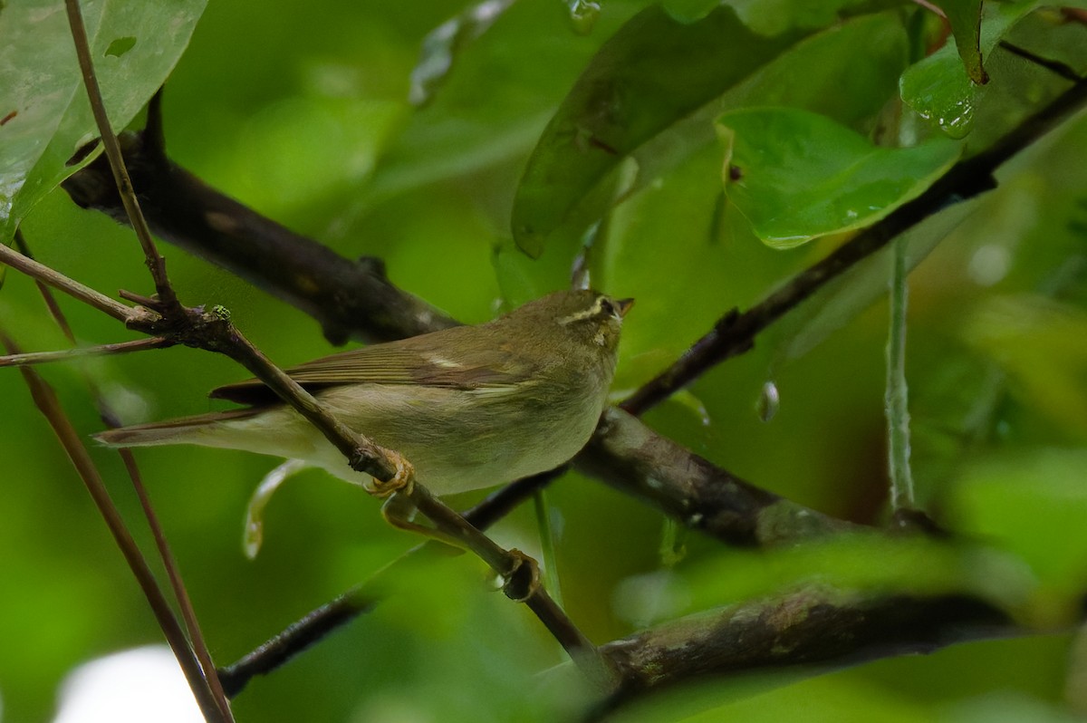 Arctic Warbler - ML645591751