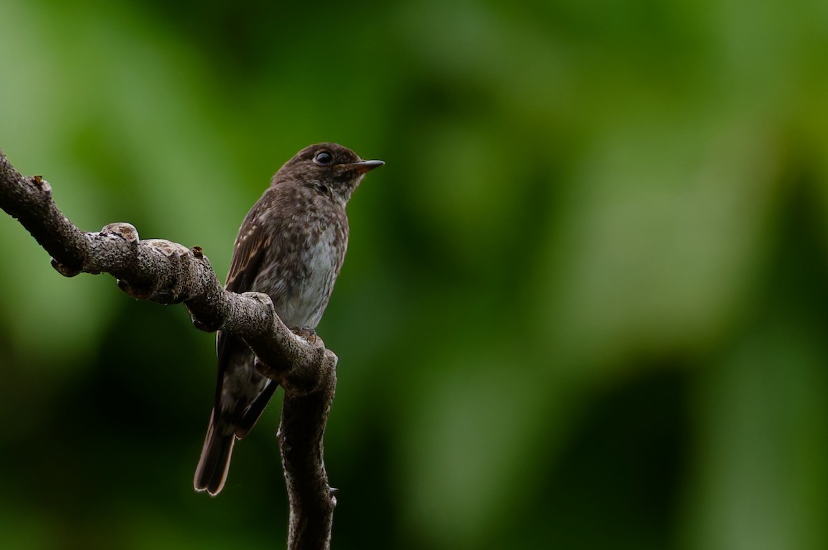 Dark-sided Flycatcher - ML645591753