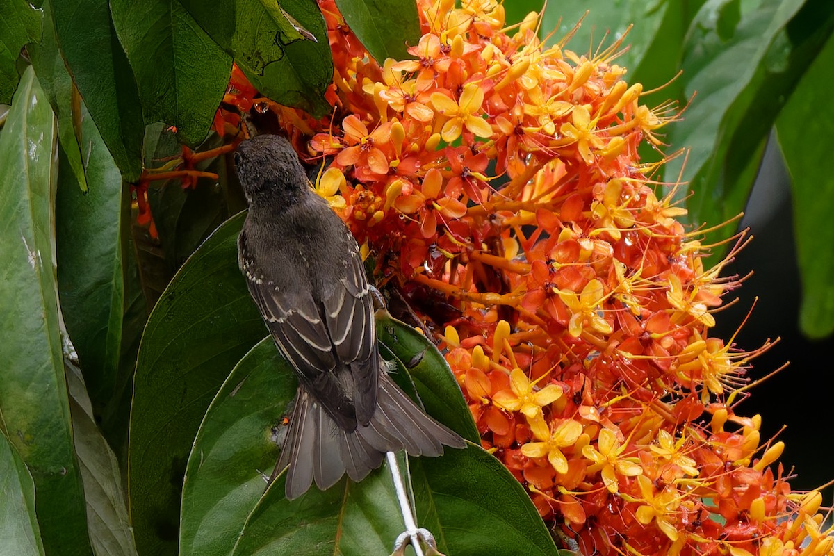 Dark-sided Flycatcher - ML645591754