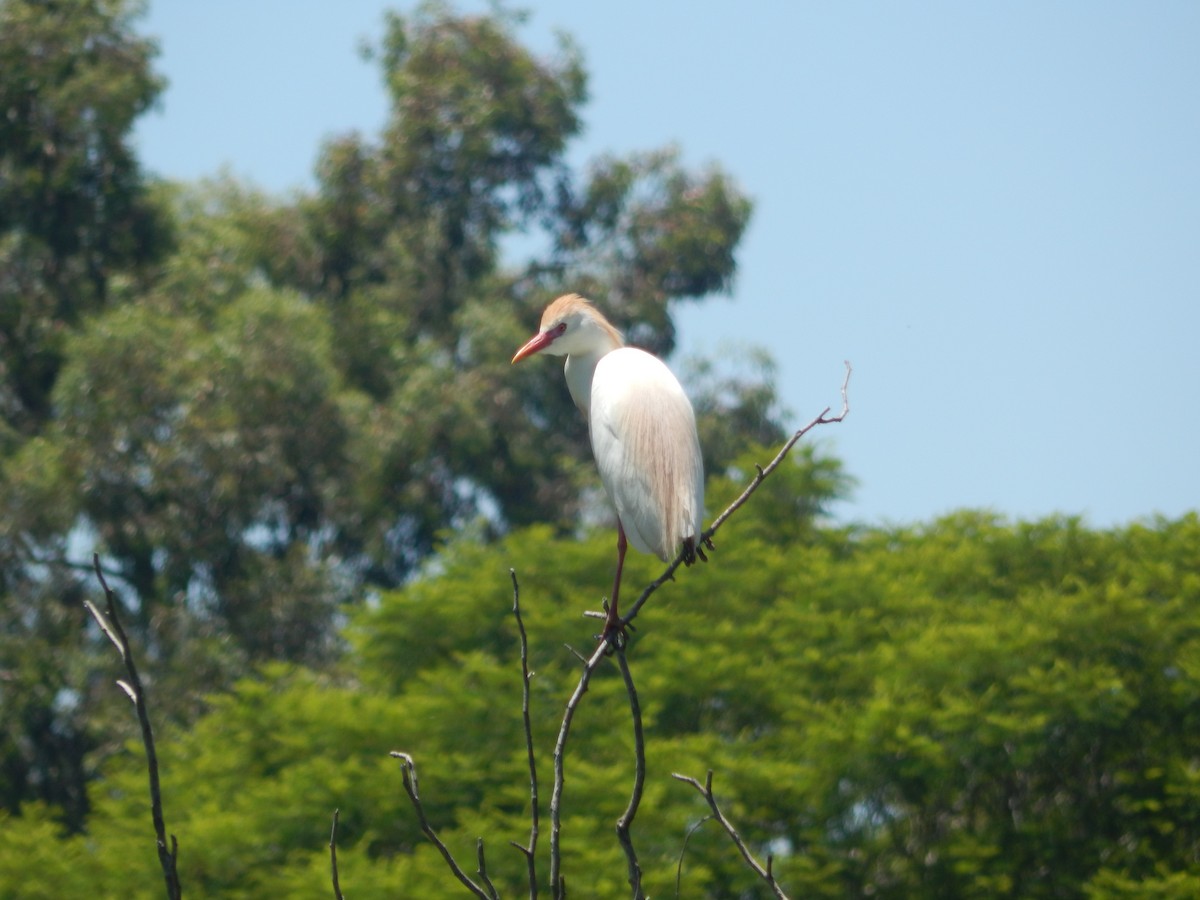 Western Cattle-Egret - ML645591755