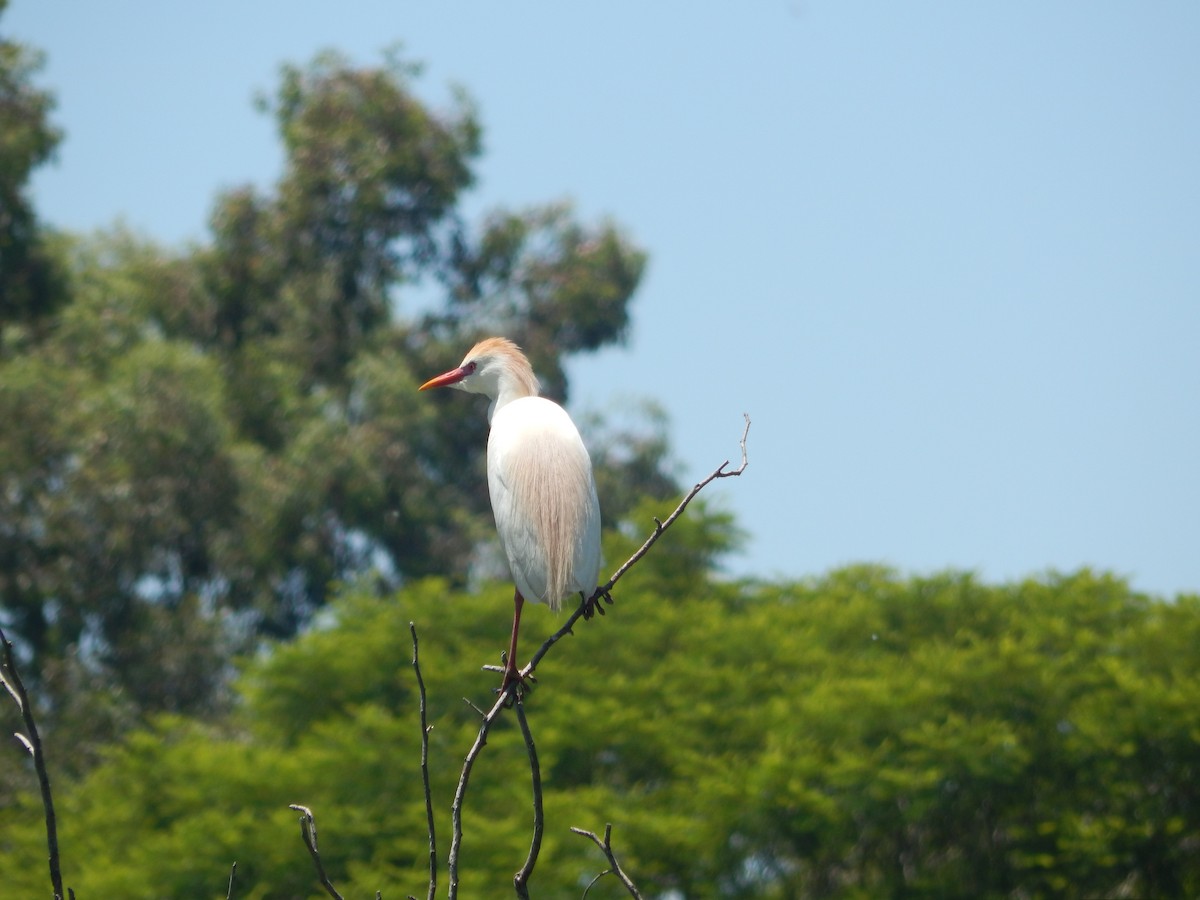 Western Cattle-Egret - ML645591756