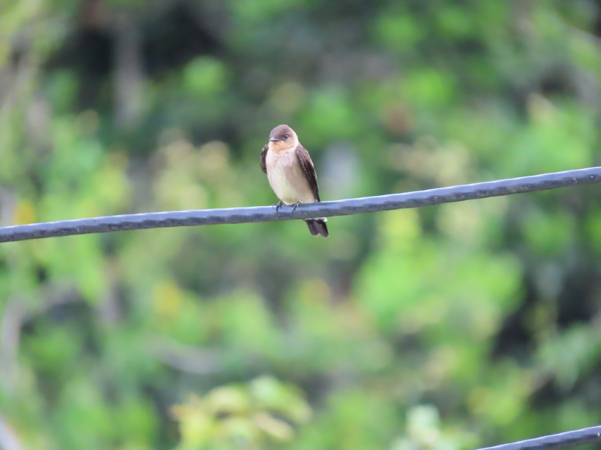 Southern Rough-winged Swallow - ML645591757