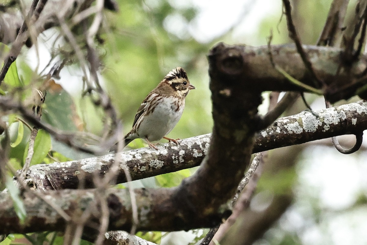 Rustic Bunting - ML645591758