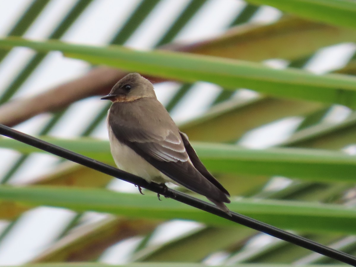 Southern Rough-winged Swallow - ML645591760