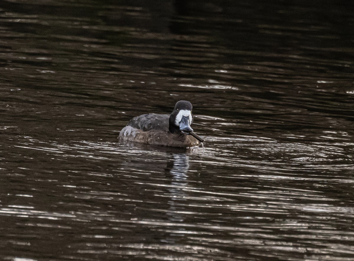 Greater Scaup - ML645591761