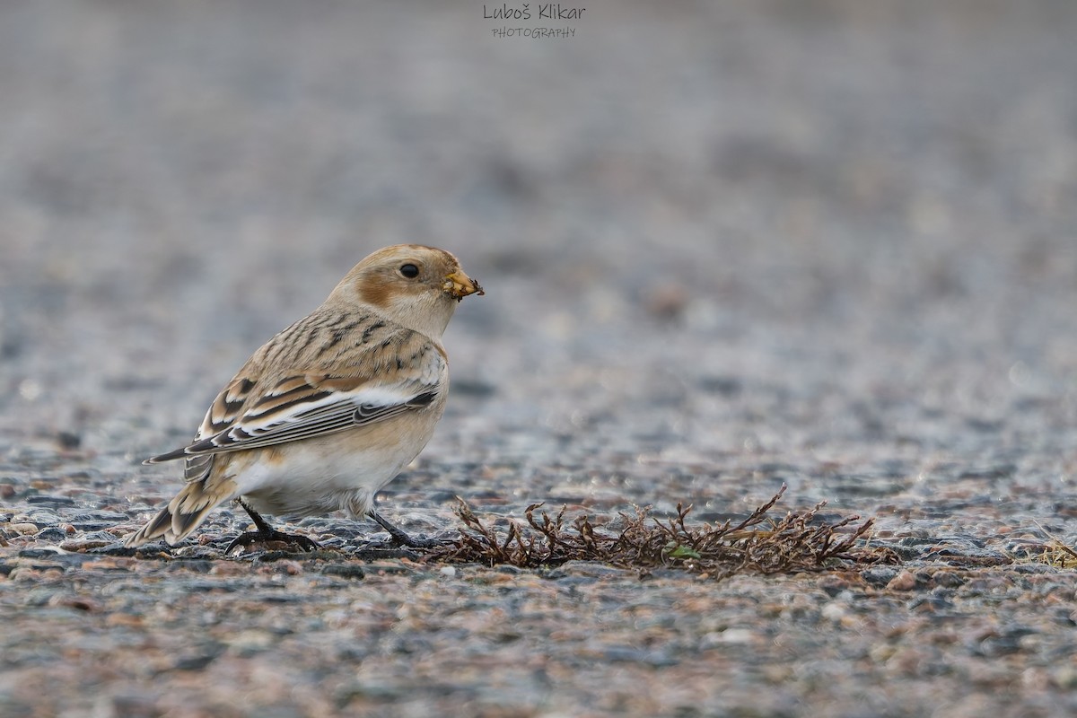 Snow Bunting - ML645591762