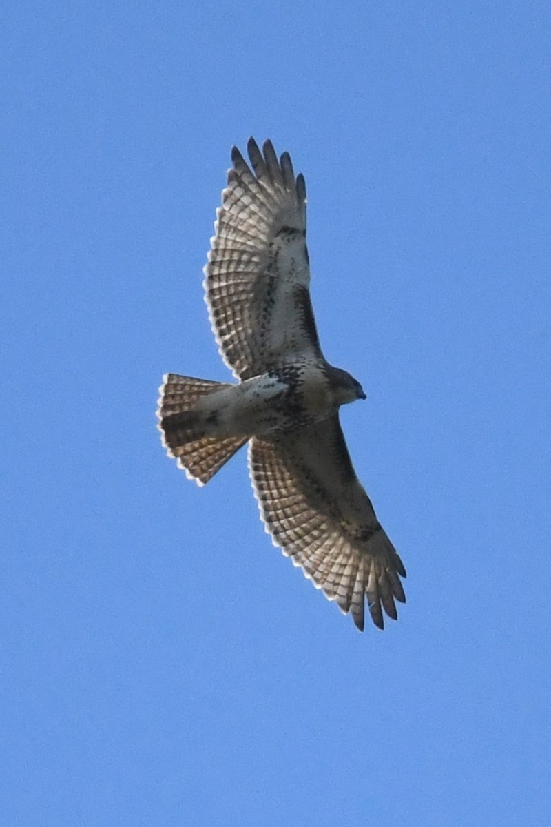 Red-tailed Hawk (borealis) - ML645591763
