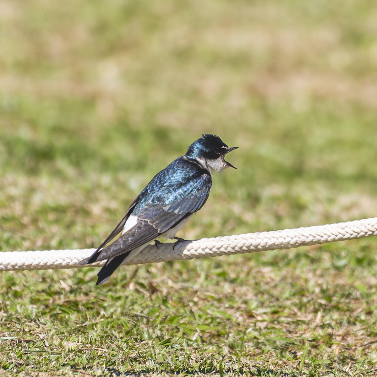 vlaštovka bělokostřecová - ML645591768