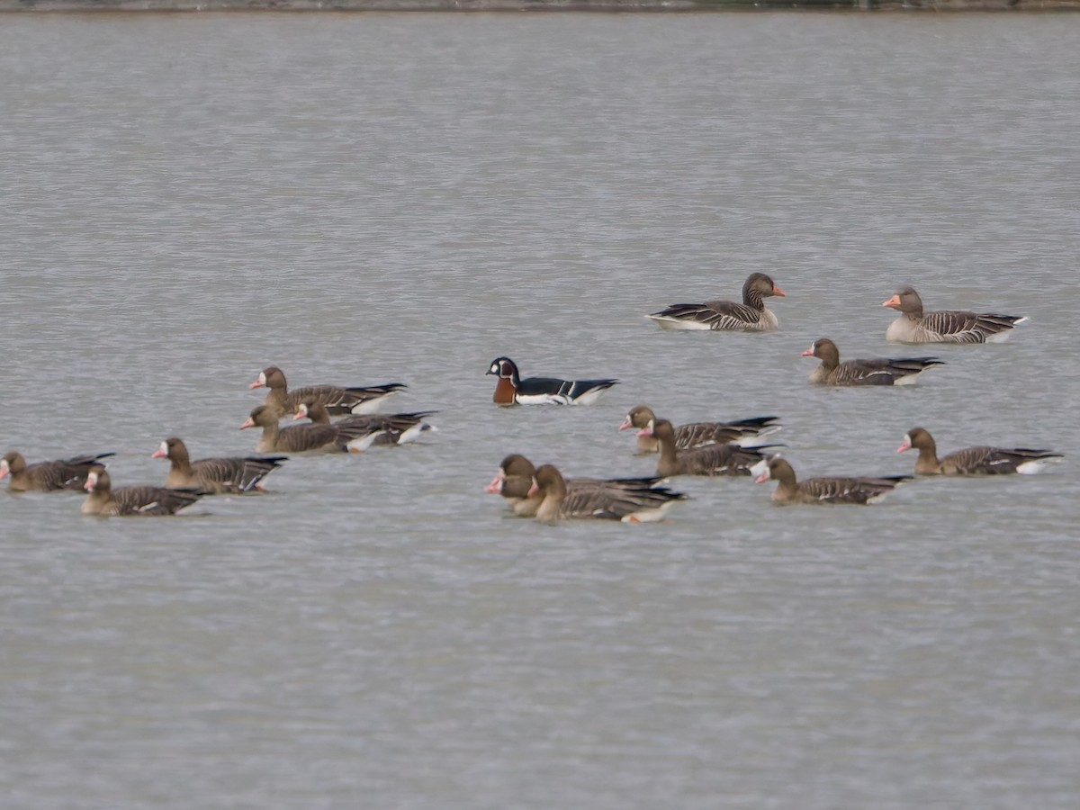 berneška rudokrká - ML645591777